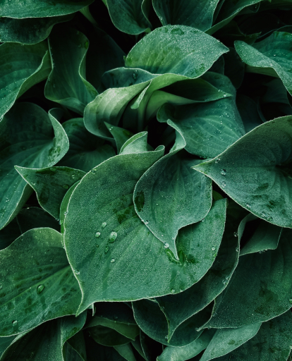 Image of tropical foliage